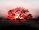 16_Sunset_tree_1280x1024