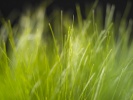 1_Vista_grass_1280x1024