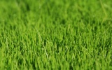 44_Vista_grass_2_1680x1050