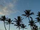 68_Vista_tropical_trees_1152x864