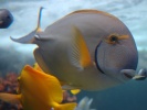 69_Vista_underwater_fish_1152x864