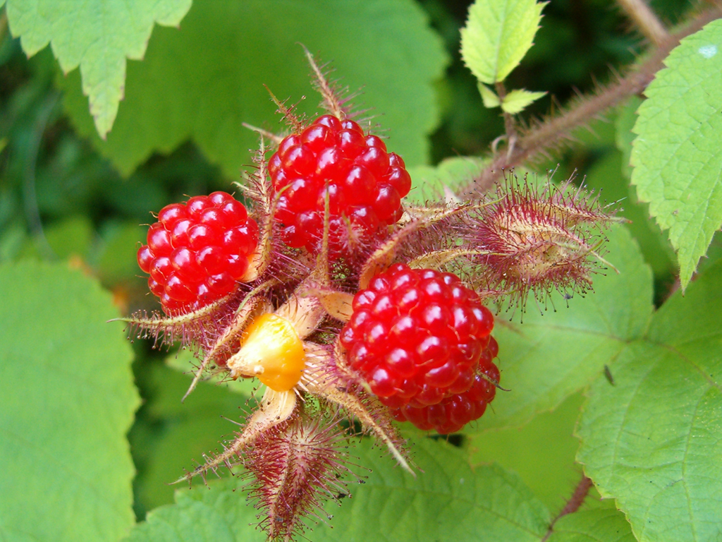 13_Rasberries_1024x768