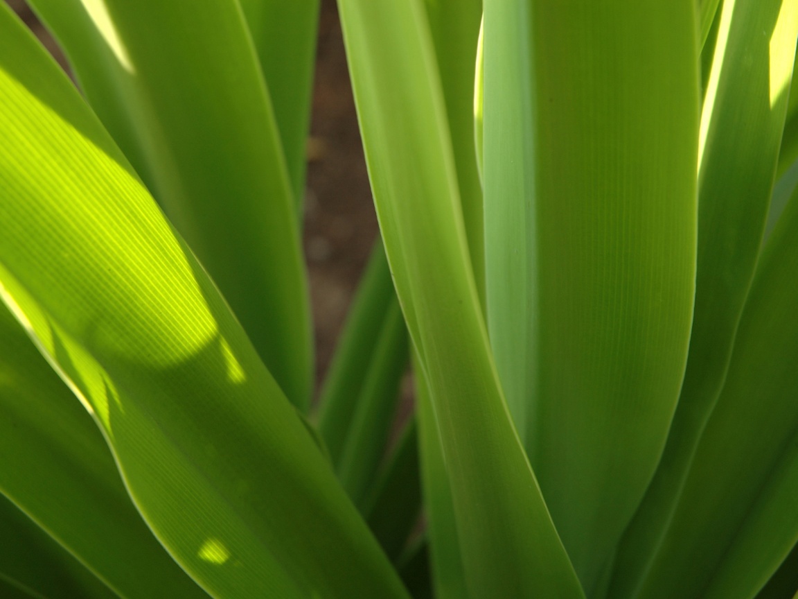 47_Vista_green_plant_1152x864